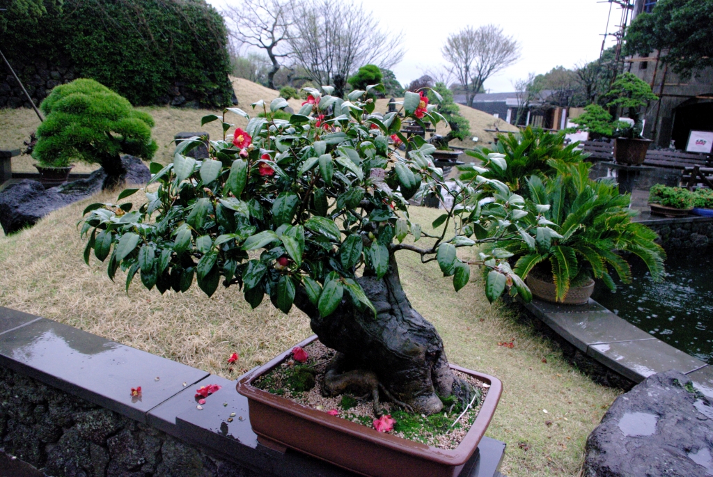 Одно из деревьев бонсай в Spirited Garden на