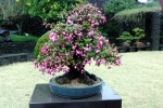 Цветущее дерево бонсай