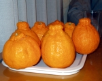 Халабоны - очень вкусные мандарины с "шляпками" с острова Чеджу