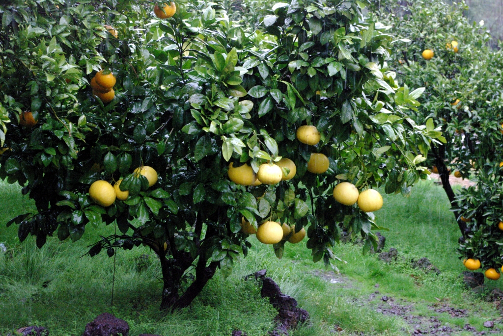 На Чеджудо выращивается огромное количество мандаринов всевозможных сортов.