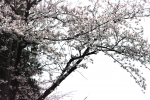 В конце марта - начале апреля в Корее цветет Сакура.