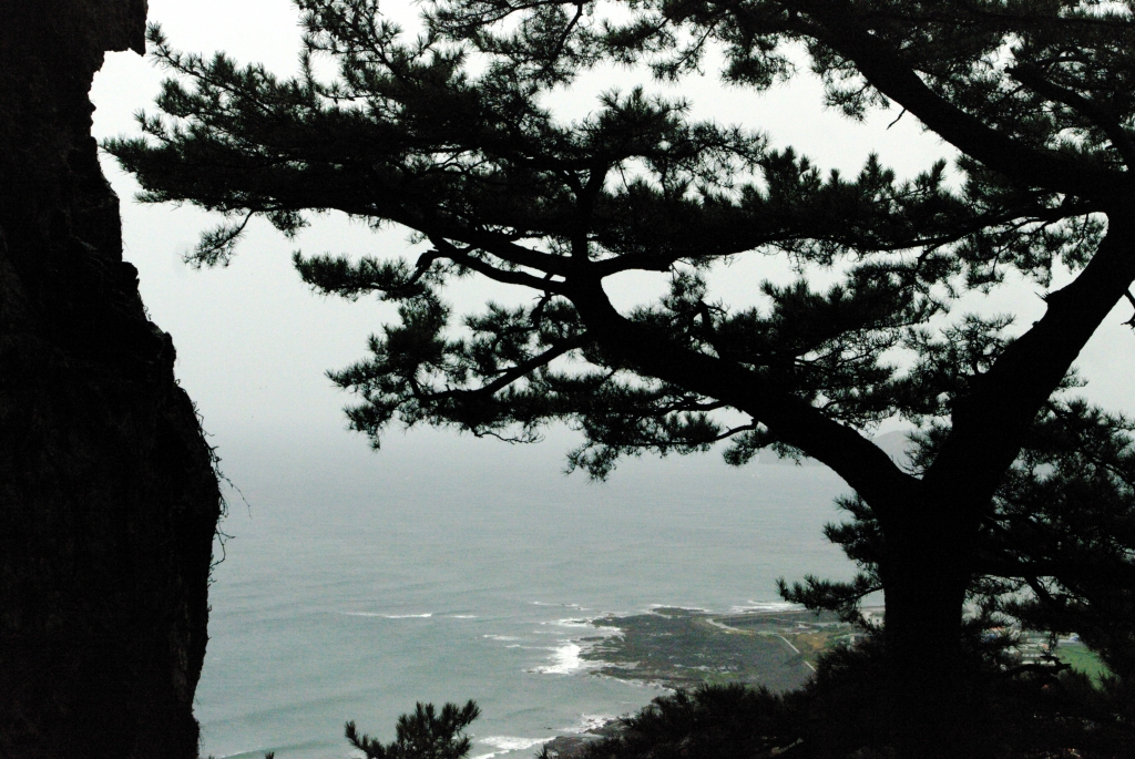 Сосна у грота Санбангуль на острове Чеджу.