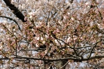 Цветение сакуры в парке Ёндусан (город Пусан, первые числа апреля).