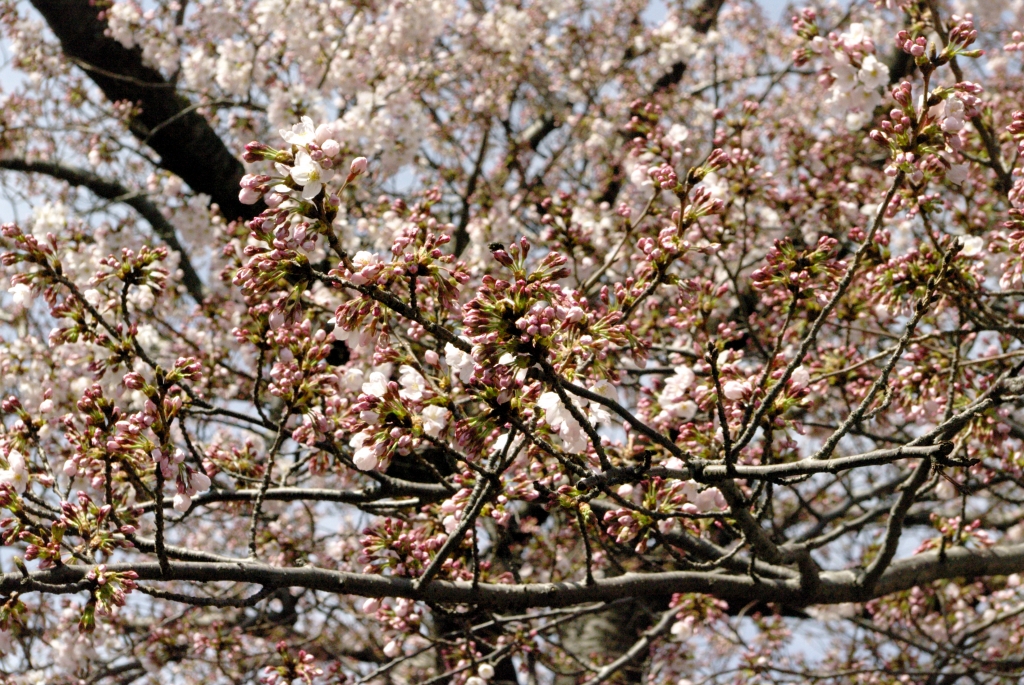 Цветение сакуры в парке Ёндусан (город Пусан, первые