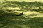 Белка в парке Дэрынвон в Кёнджу.