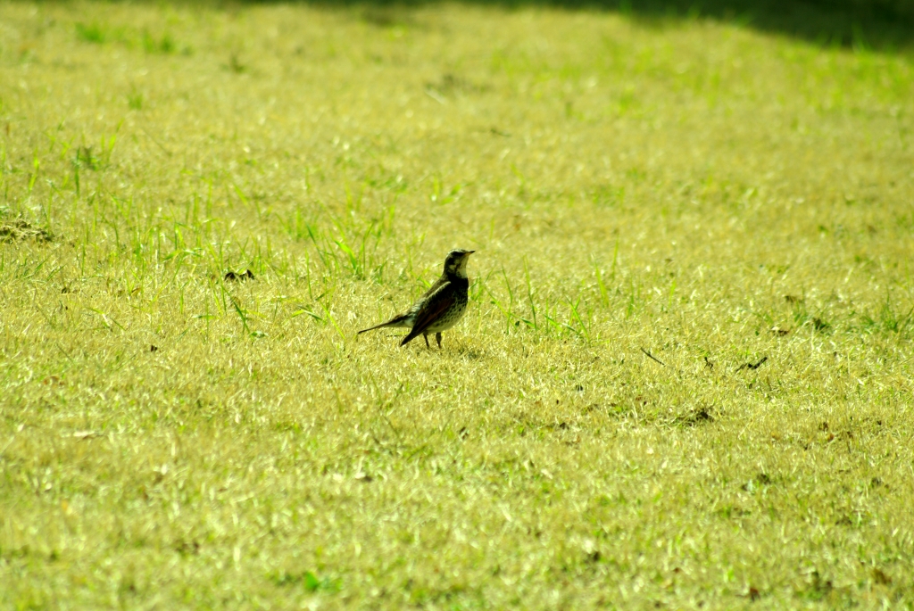 Птица в парке Тхумули (Tumuli), или, еще его