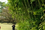 Заросли бамбука в парке Тхумули в Кёнджу.