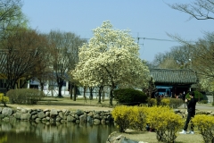 В начале апреля в парке Дэрынвон. В это время в Корее цветет сакура и магнолия.