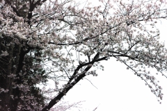 В конце марта - начале апреля в Корее цветет Сакура