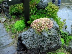 Чеджу - остров вулканического происхождения. Поэтому выращивание растений прямо на лаве - древнее искусство местных жителей. На фотографии - один из экспонатов сада-музея Сокпучак (Seokbujak). 